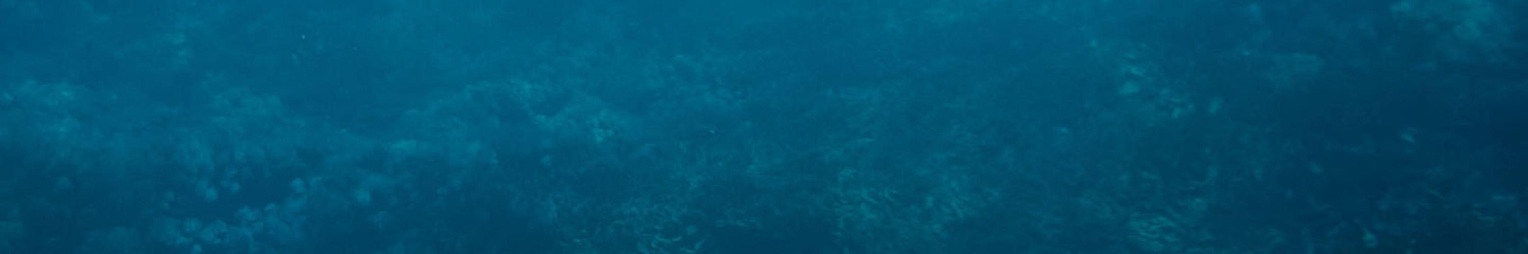 underwater coral