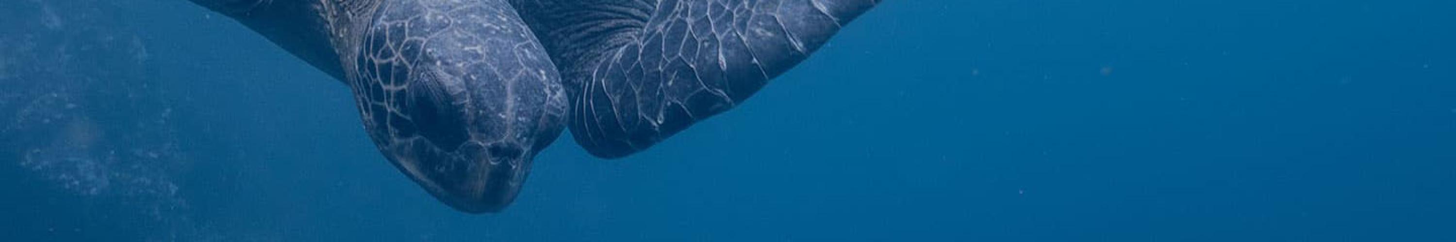 ocean beacons